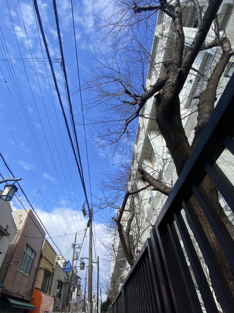生野パーク　剪定