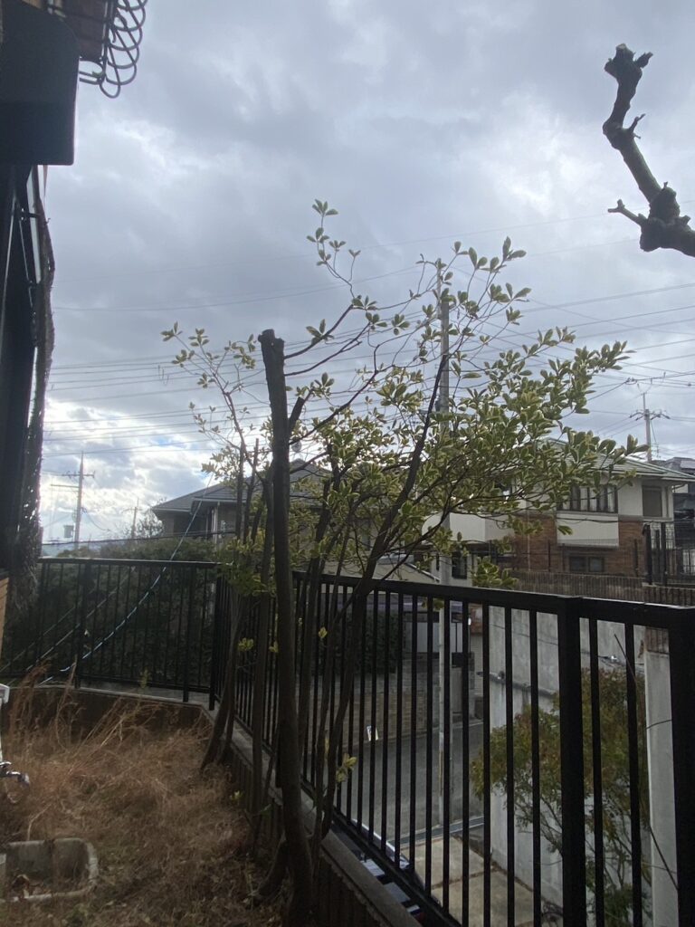 宝塚市剪定